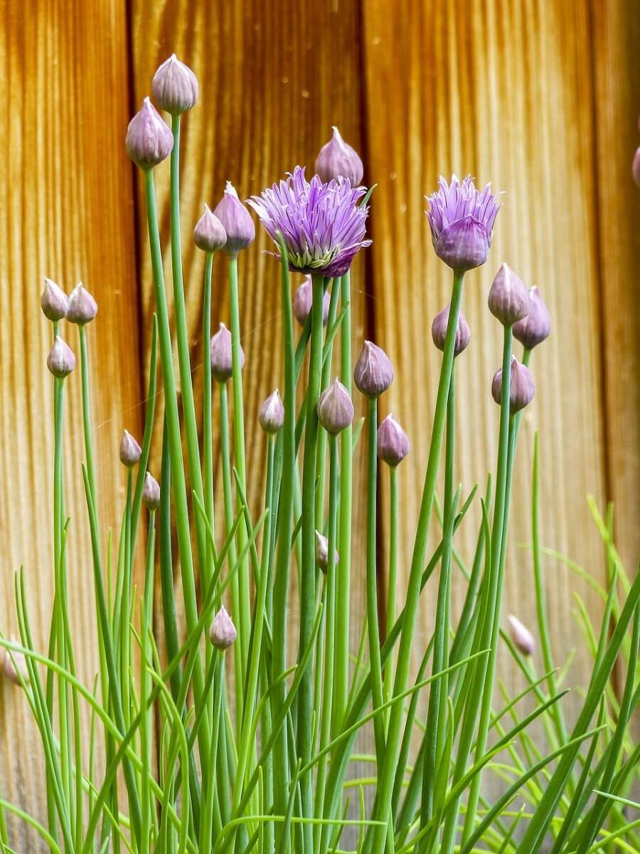 Chives as a substitute for spring onion.
