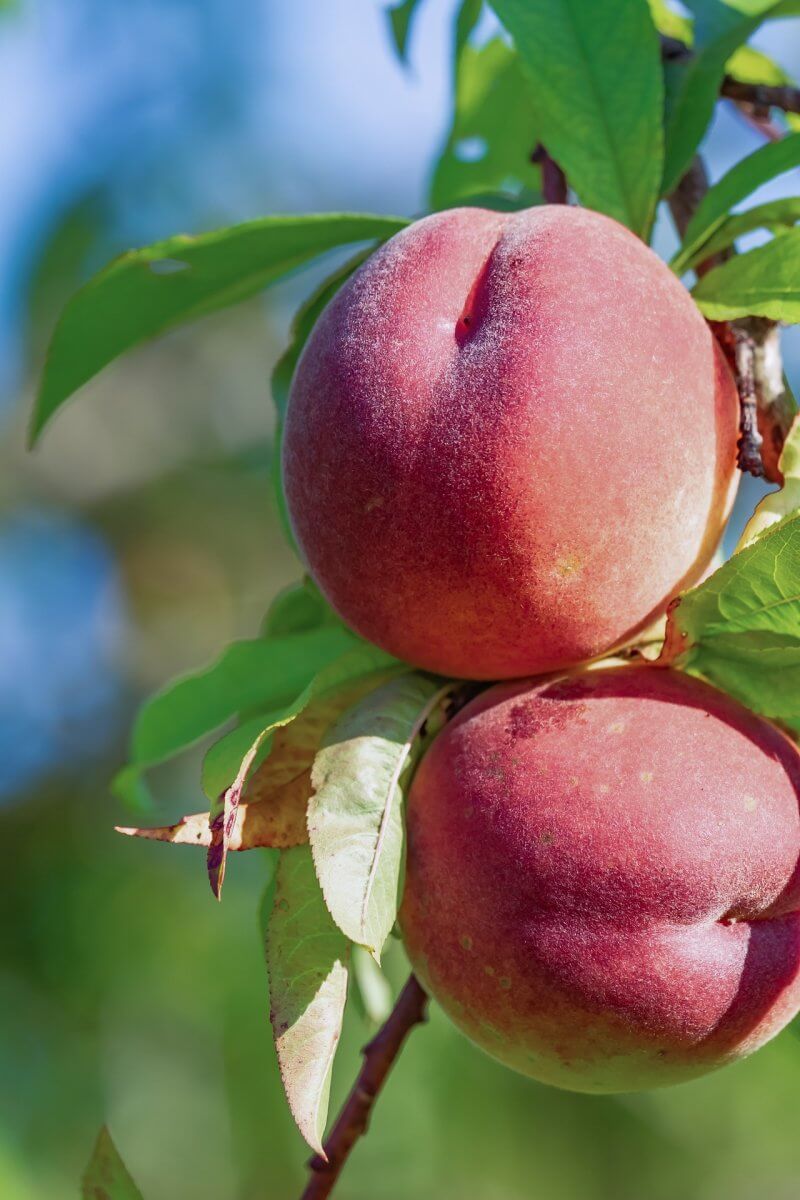 Peaches as a substitute for mango chutney