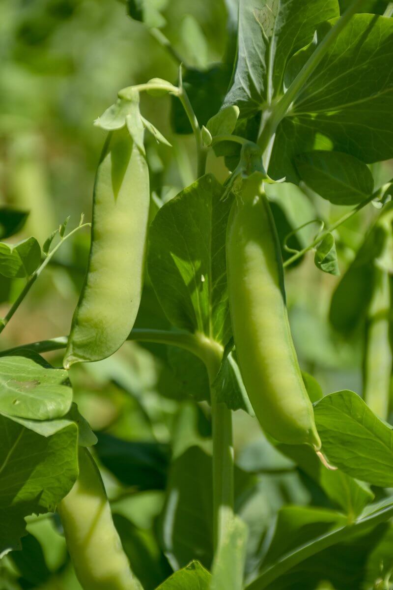 Sugar snap peas as a substitute for garden peas.
