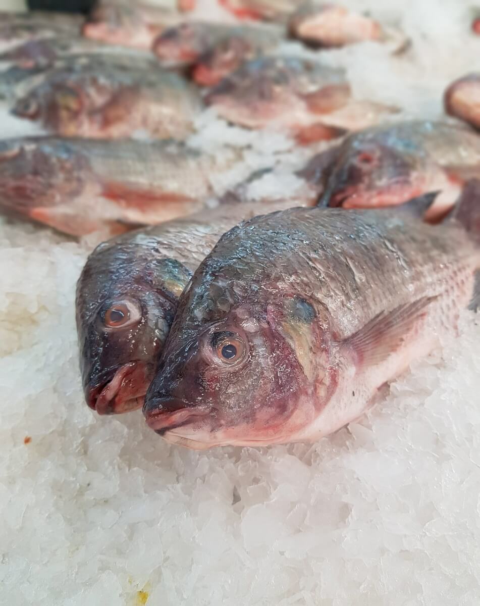 6 Best Sea Bass substitute Superb Salt