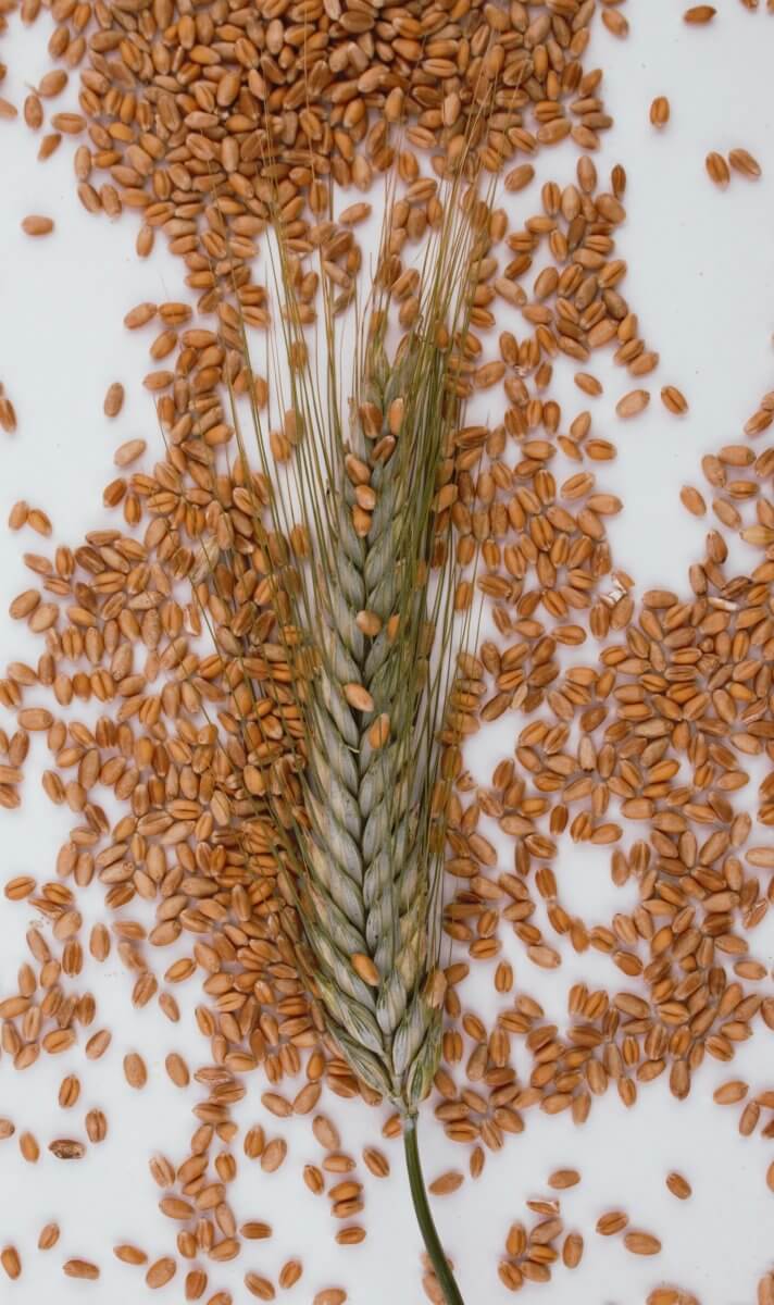 Barley grains as a substitute for bulgur wheat.