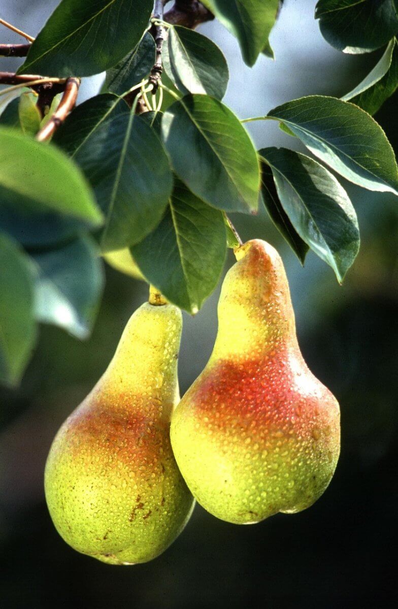 European pears as a substitute for Asian pears.