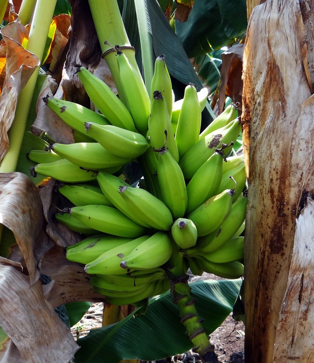 Plantain as a substitute for bananas.