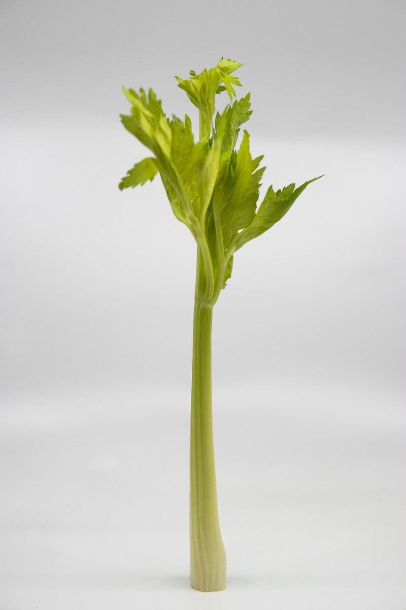 Celery leaves as a substitute for kasoori methi.