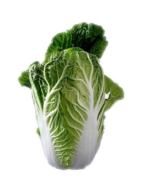 Chinese cabbage - Nappa cabbage