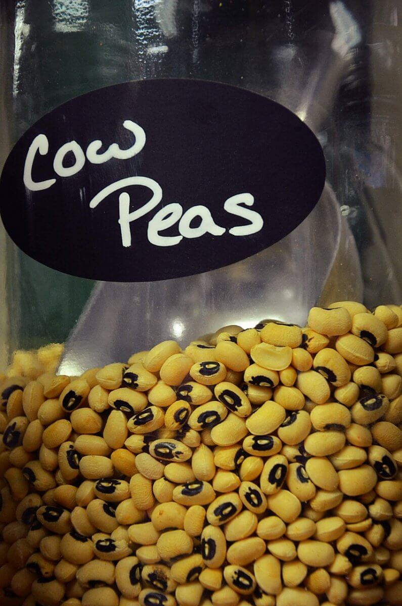 Cowpeas as a substitute for Black-eyed Peas.