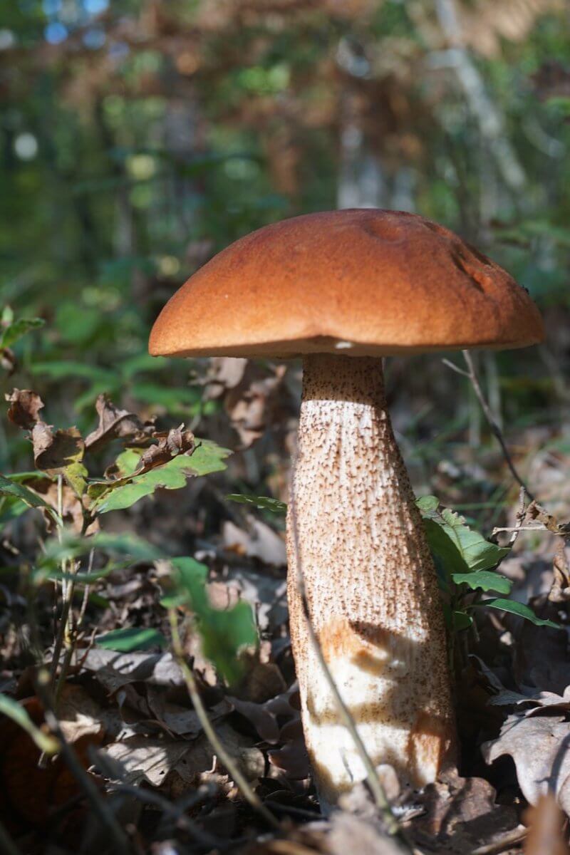 Porcini Mushrooms.