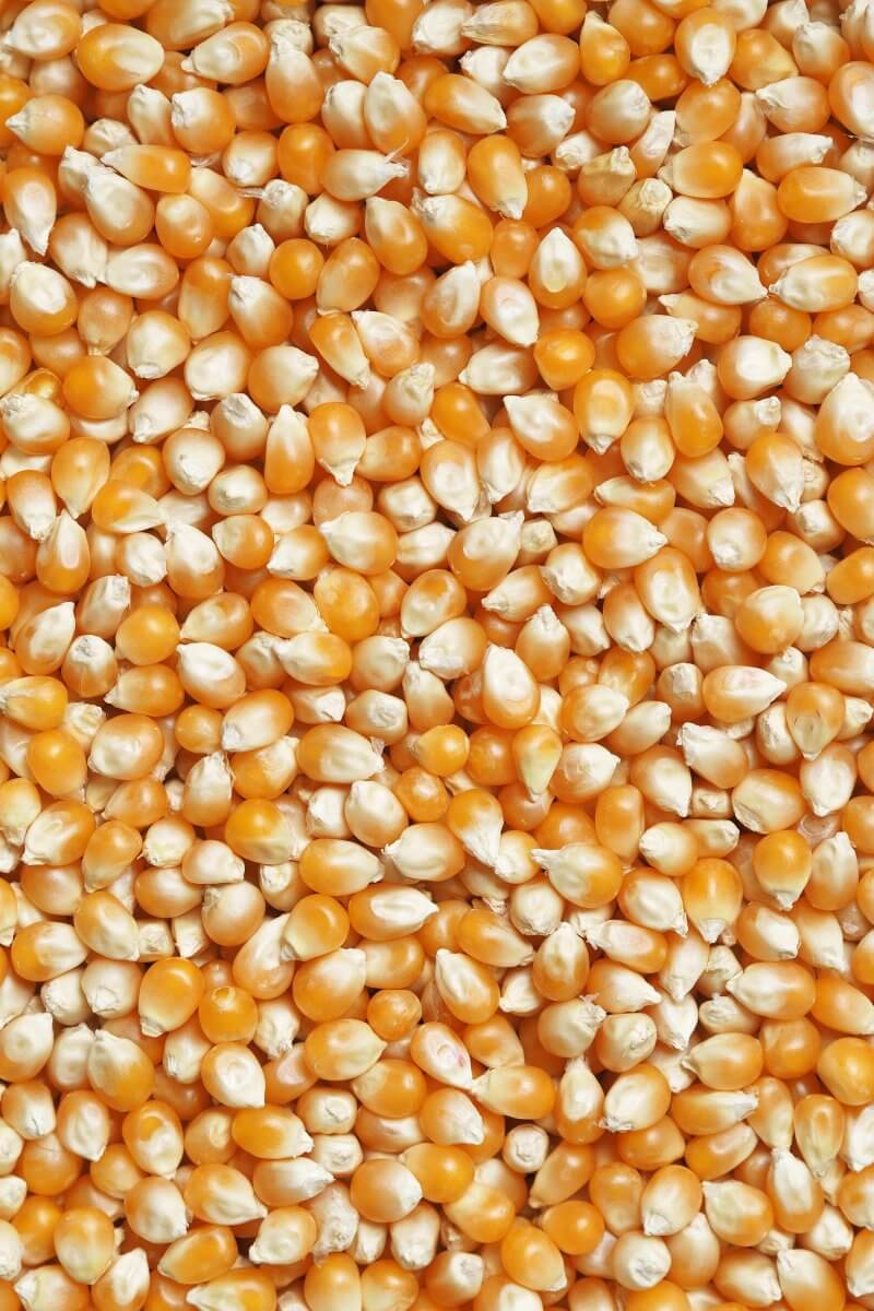 Popcorn kernels as pie weight substitutes.