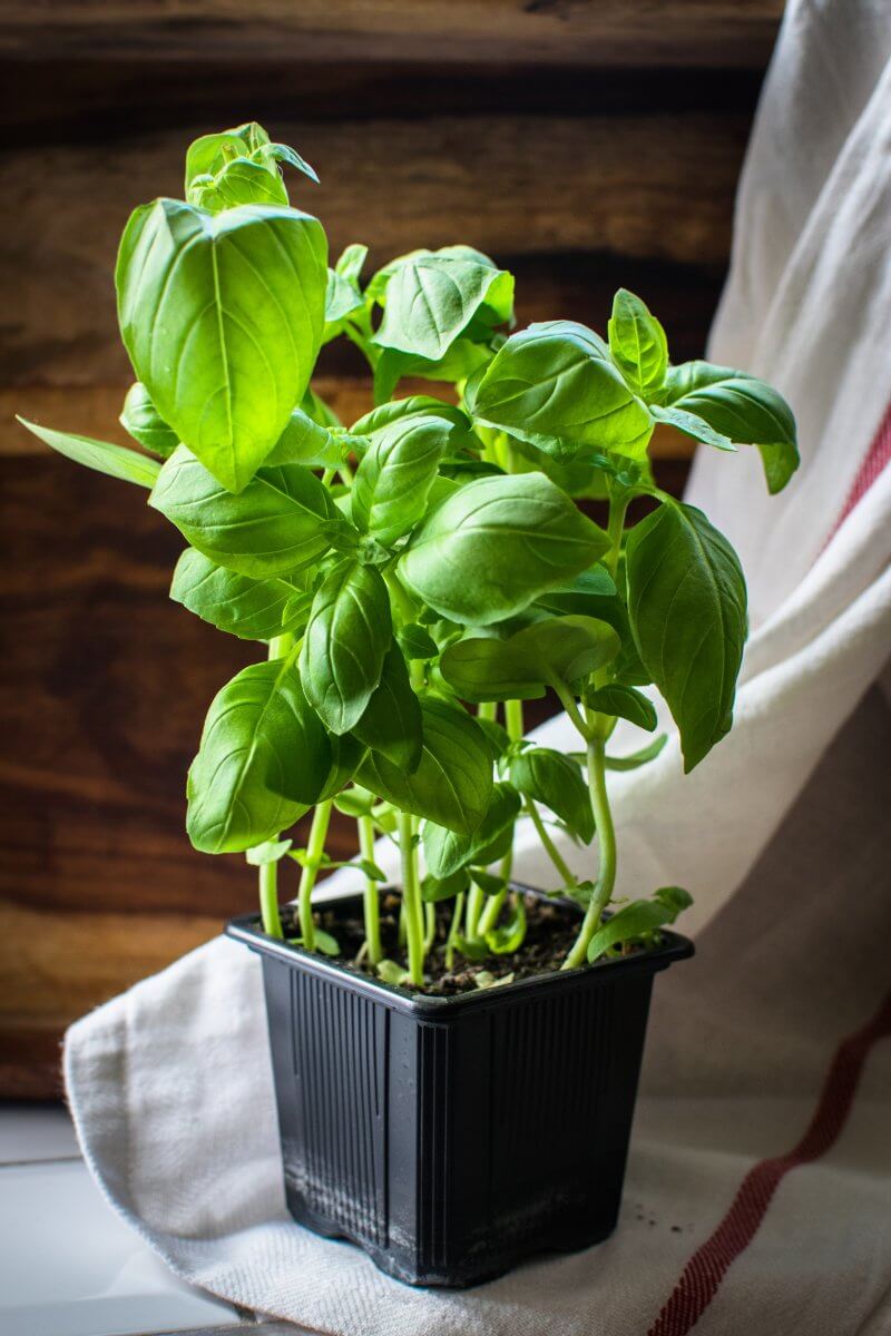 Basil as a substitute for mint.