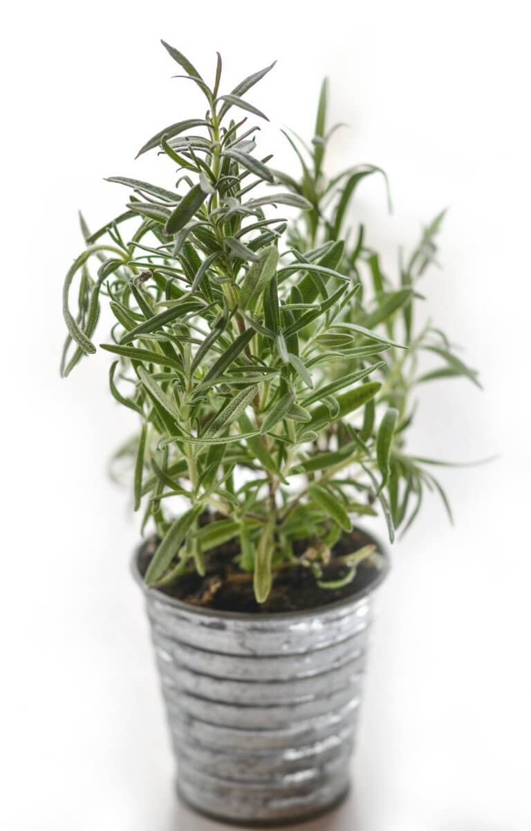Rosemary as a substitute for mint.