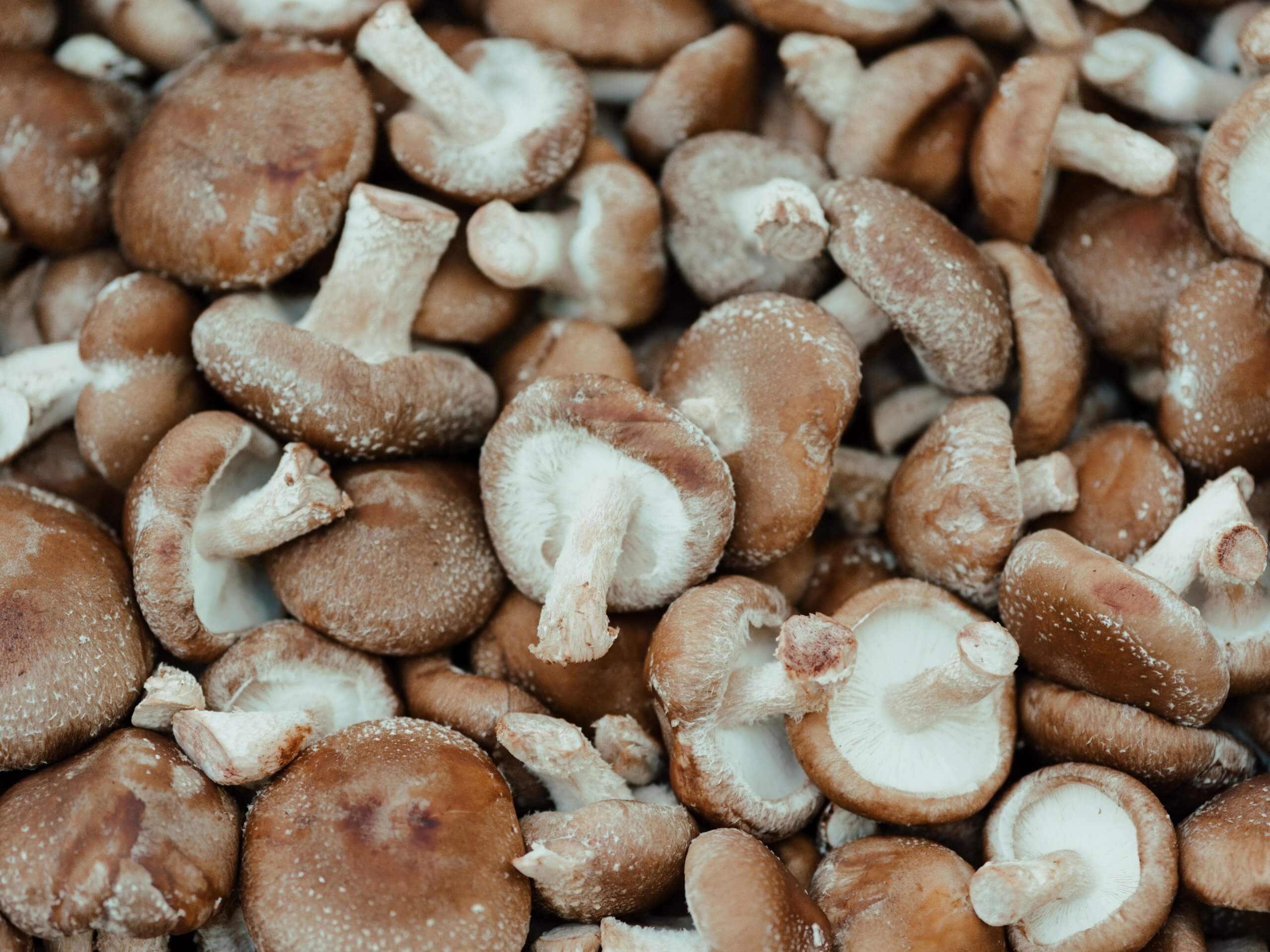 Shiitake mushrooms