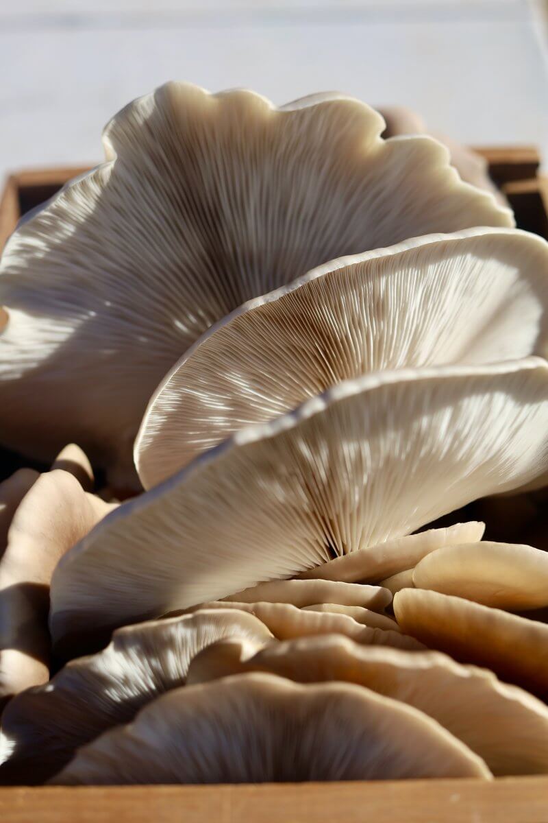 Oyster mushrooms as a substitute for porcini mushrooms.