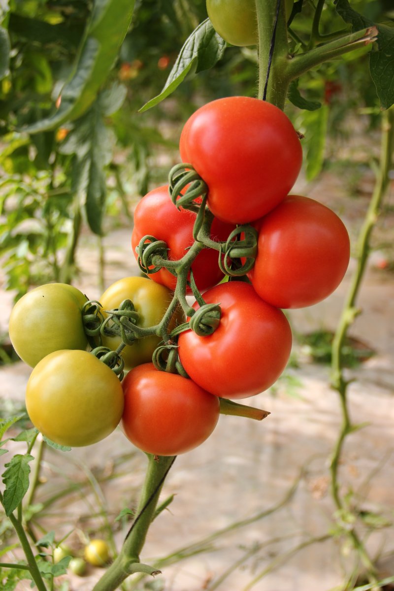 Fresh tomatos