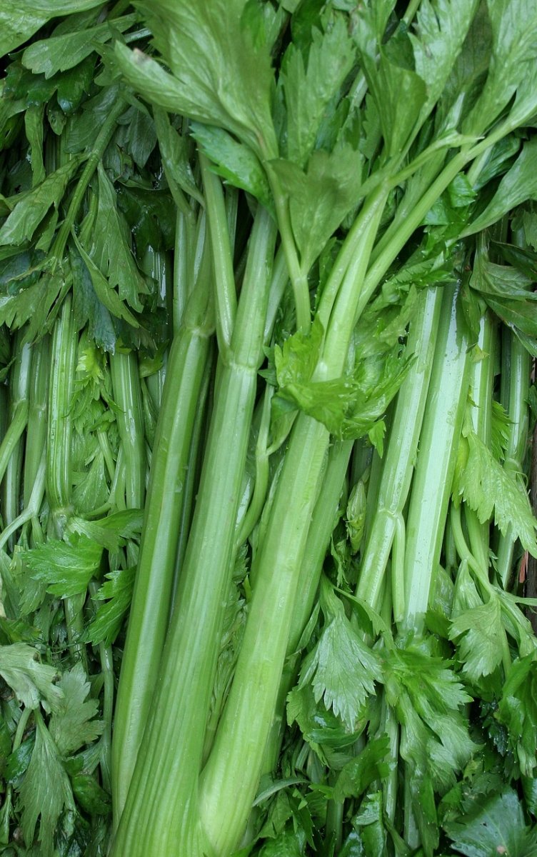 Celery as a substitute for carrots.