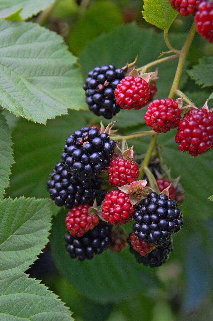 Blackberries as a substitute for pomegranate seeds.