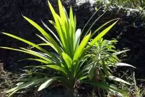 Pandanus leaves