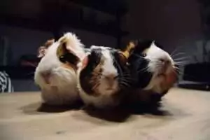 Guinea pigs
