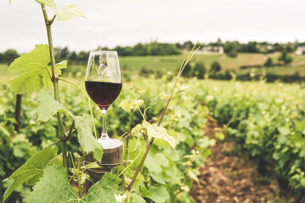 Wine in vineyard