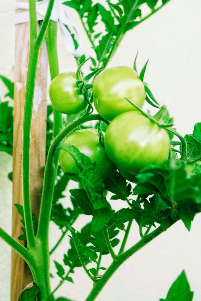 Green tomatoes as a relish substitute.
