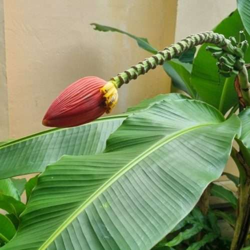 Banana Flower Head